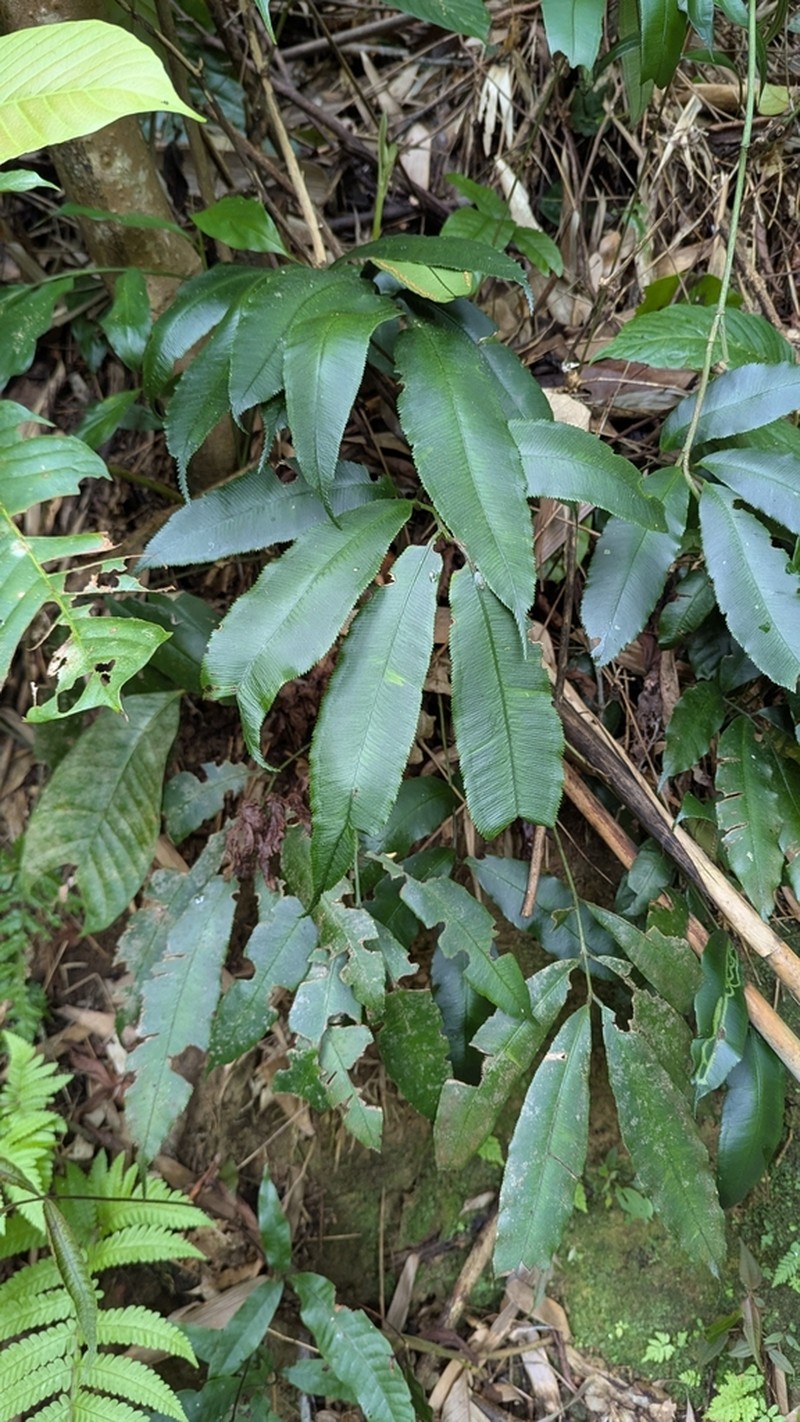 Angiopteris tonkinensis photo 4