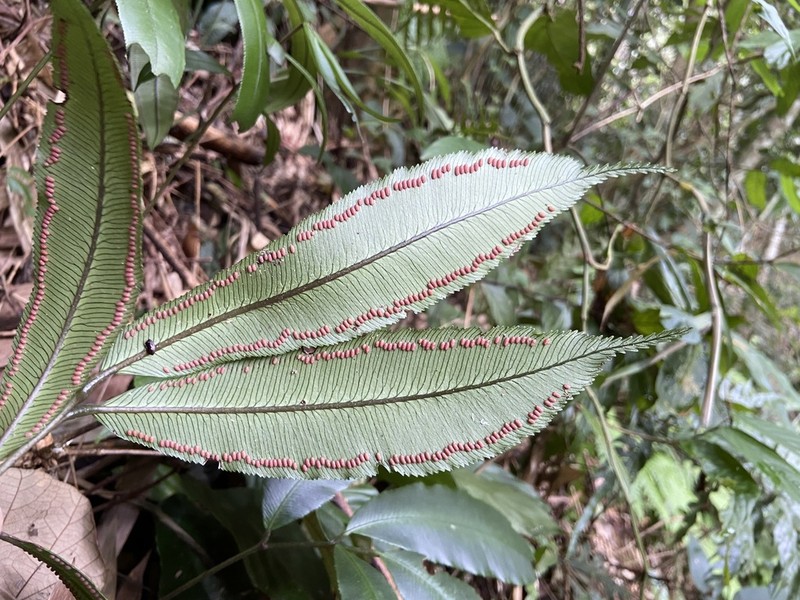 Angiopteris tonkinensis photo 5