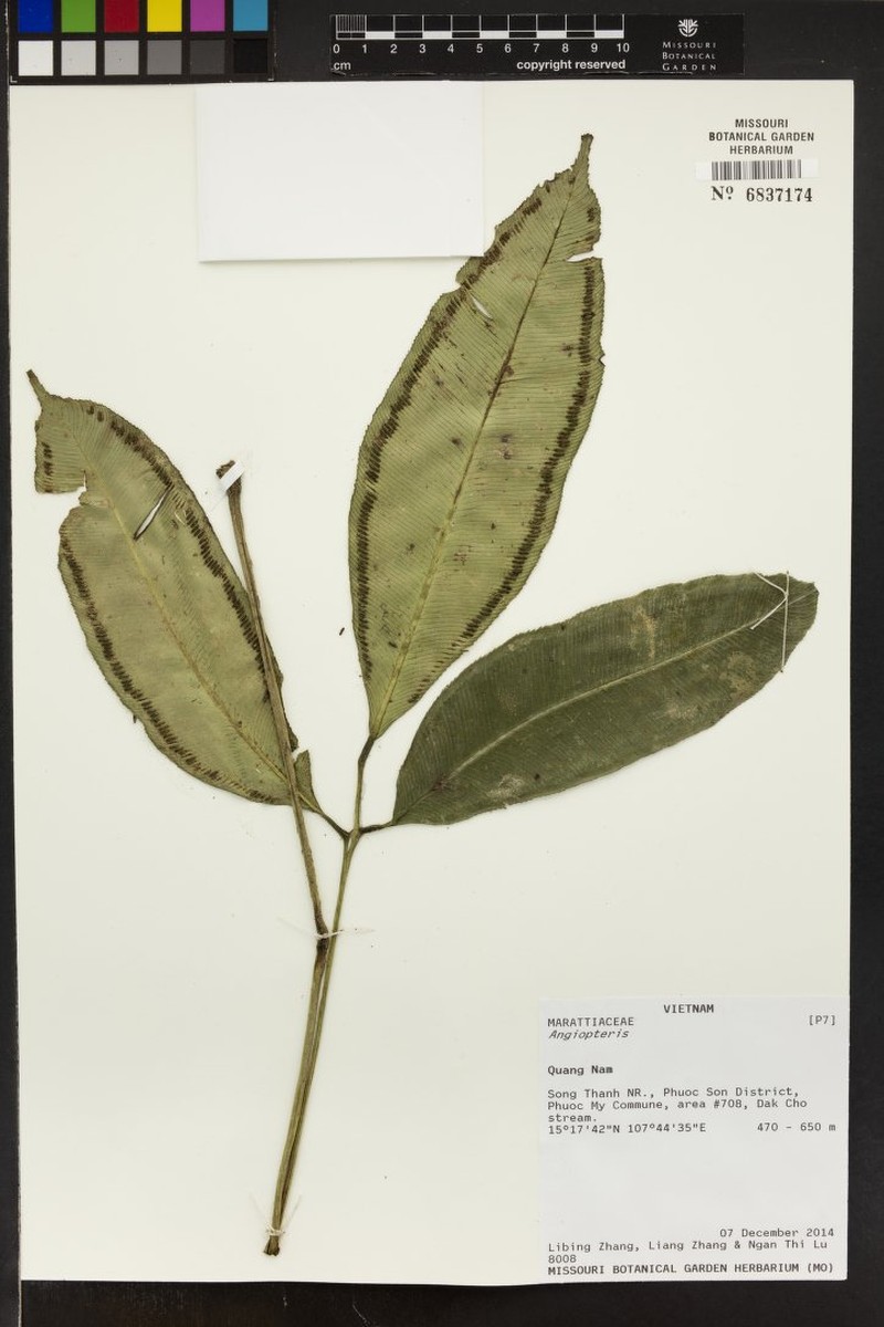 Angiopteris tonkinensis photo 6