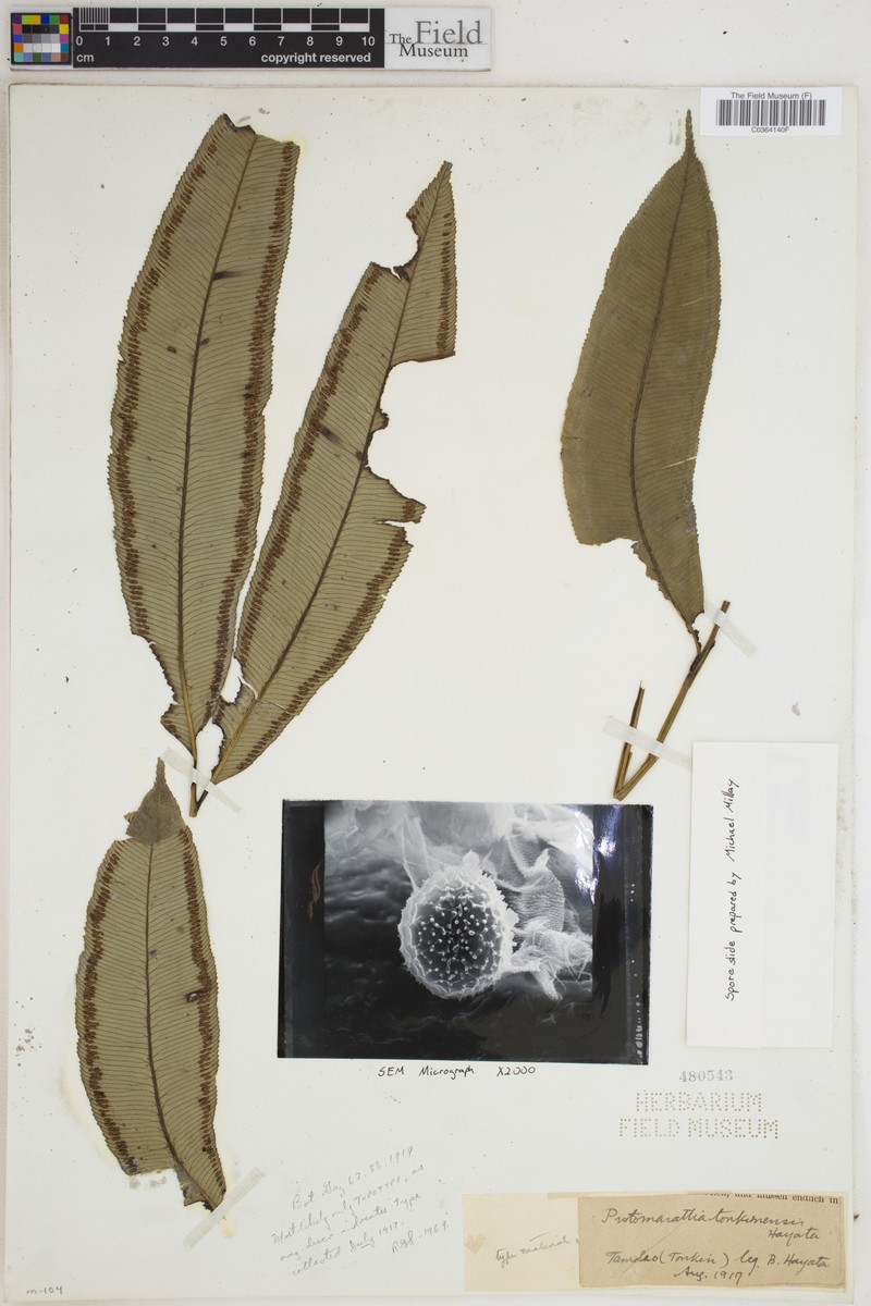 Angiopteris tonkinensis photo 7