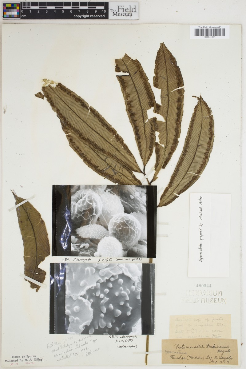 Angiopteris tonkinensis photo 8
