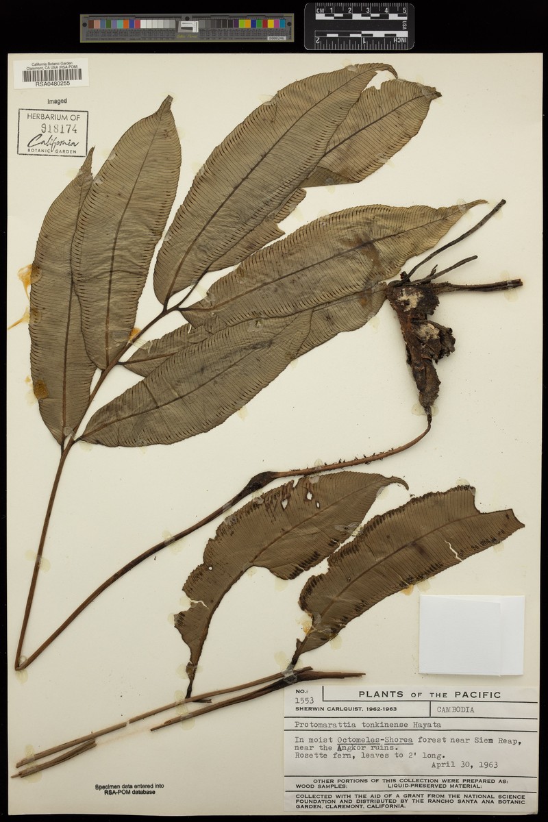 Angiopteris tonkinensis