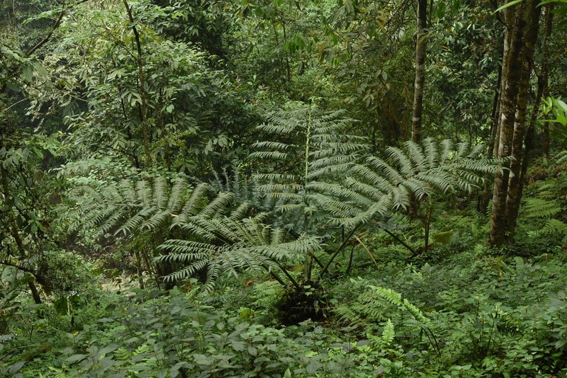 Angiopteris yunnanensis