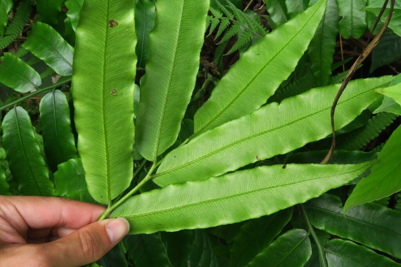 Angiopteris yunnanensis photo 2