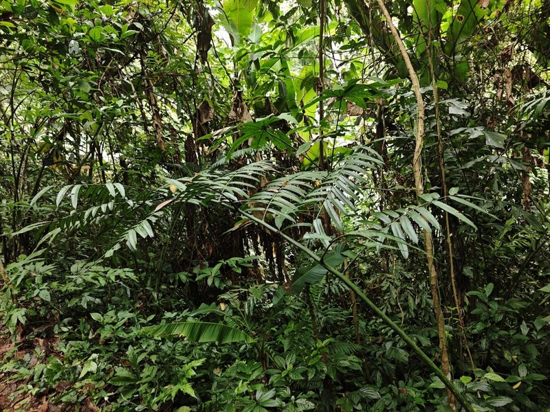 Angiopteris yunnanensis photo 3