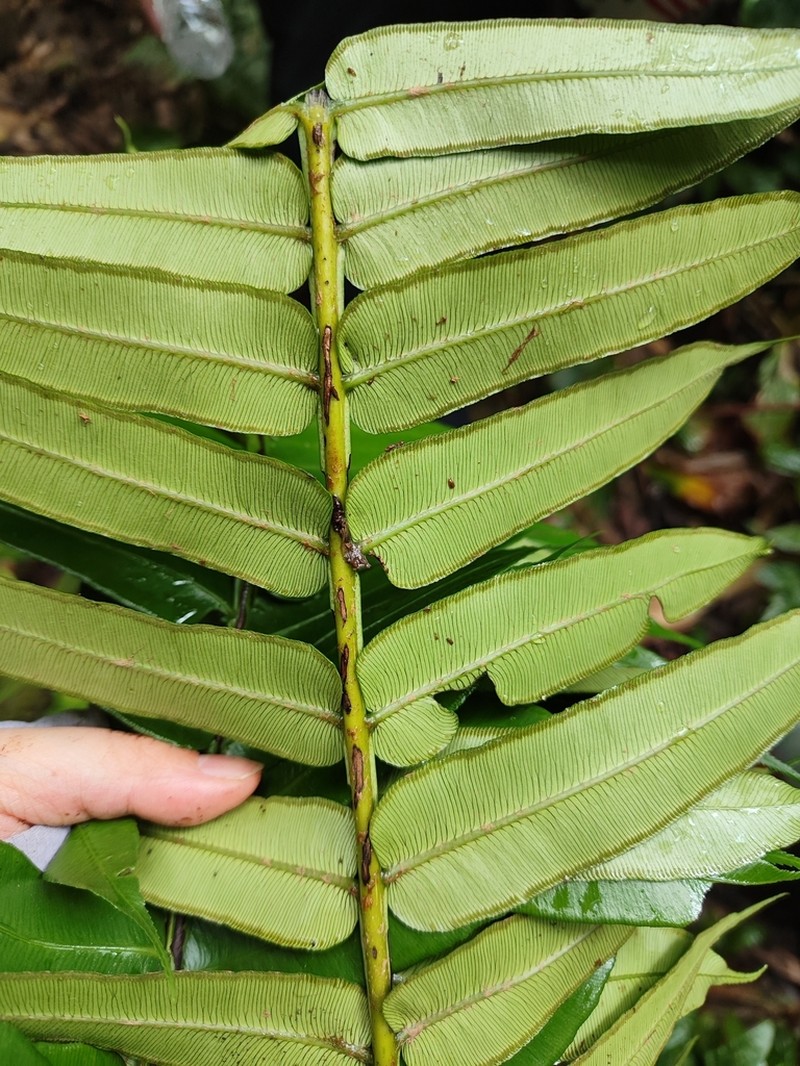 Angiopteris yunnanensis photo 4