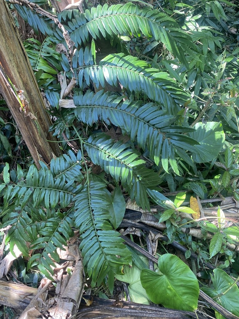 Angiopteris yunnanensis photo 5