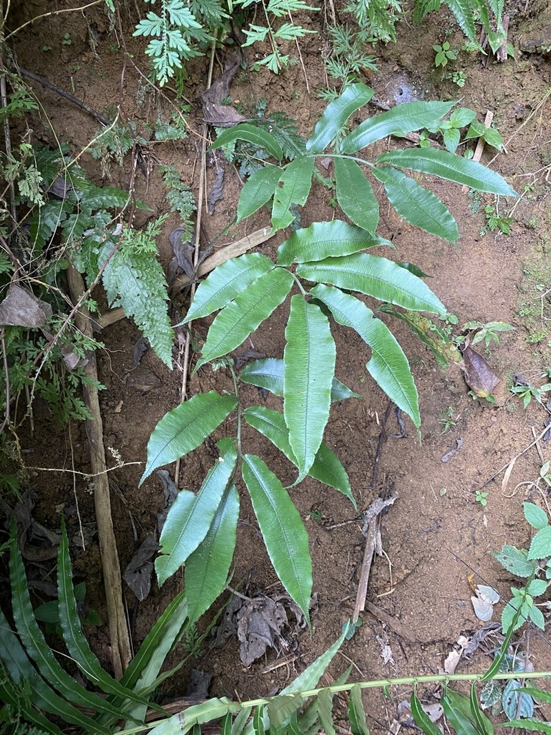 Angiopteris yunnanensis photo 6