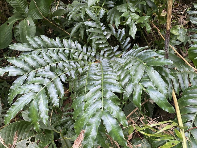 Angiopteris yunnanensis photo 7