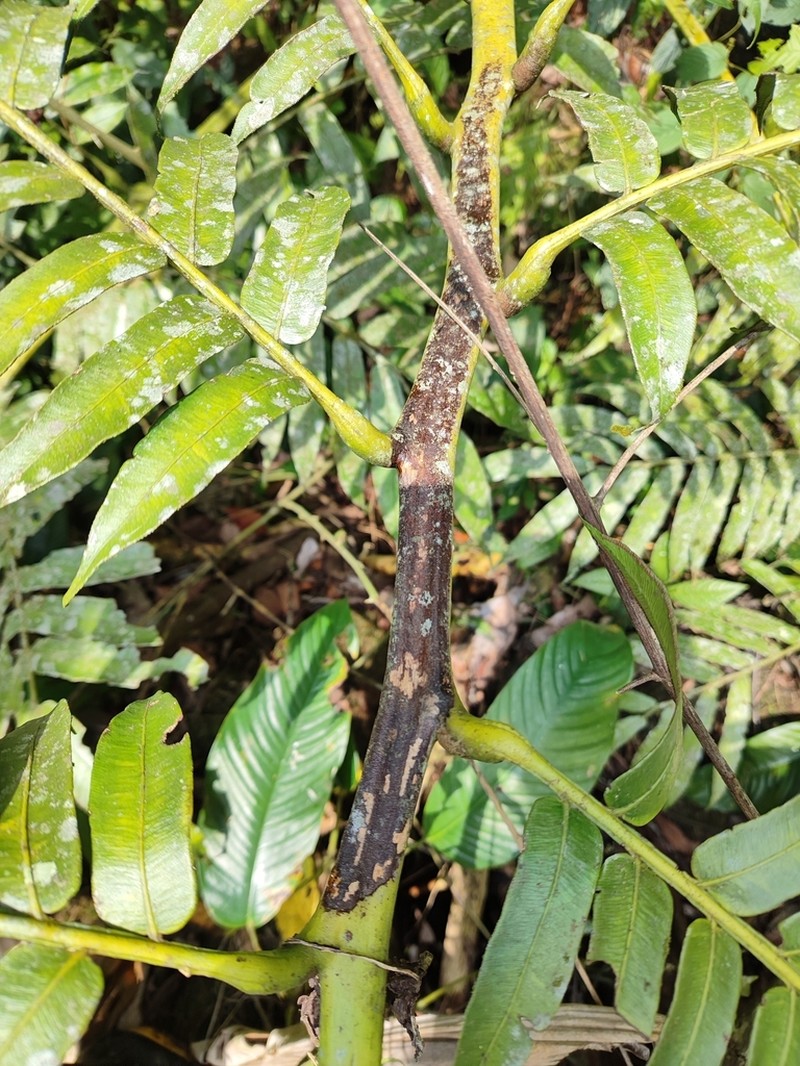 Angiopteris yunnanensis photo 8