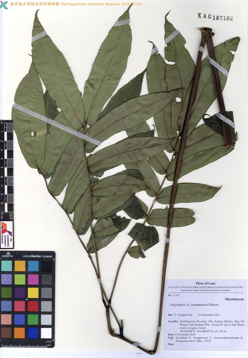 Angiopteris yunnanensis