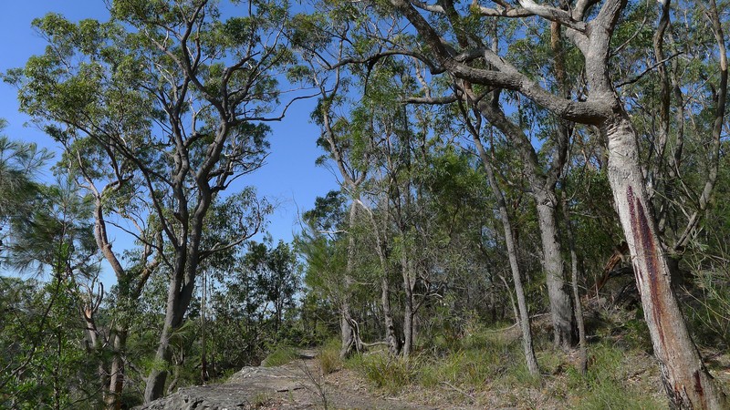Angophora bakeri