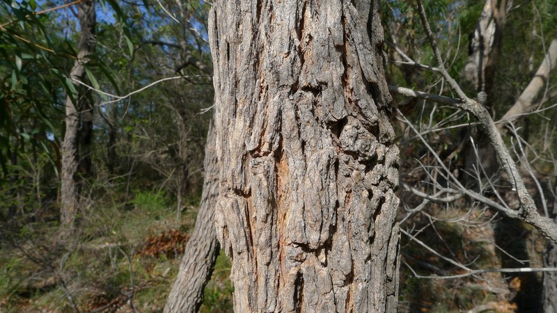 Angophora bakeri photo 2