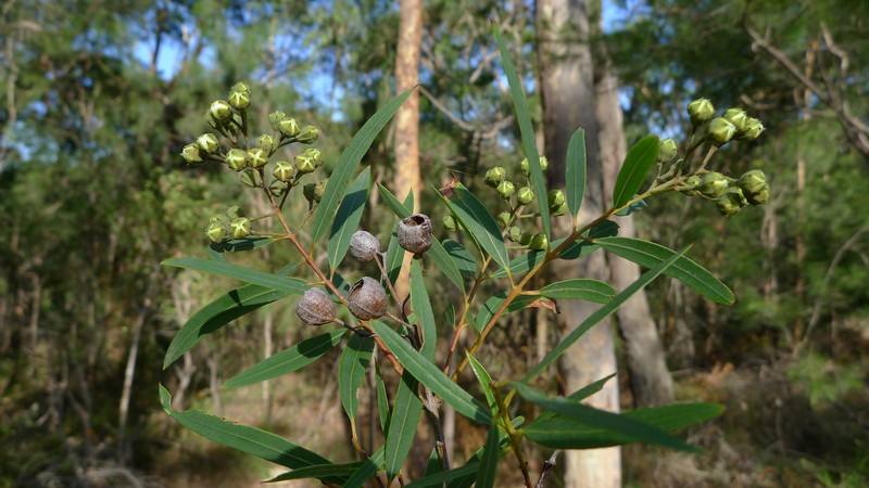 Angophora bakeri photo 4