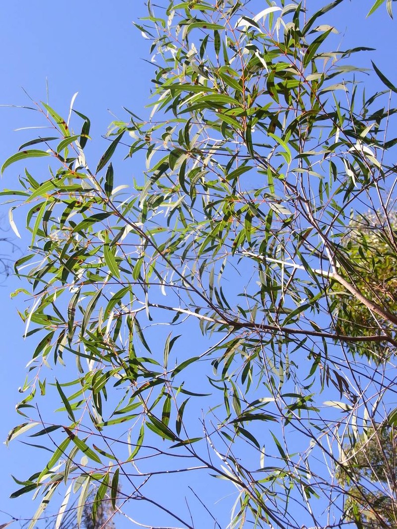 Angophora bakeri photo 5
