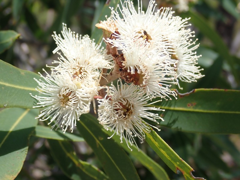 Angophora bakeri photo 6