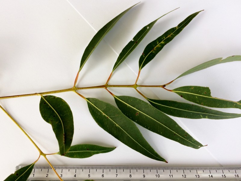 Angophora costata photo 2