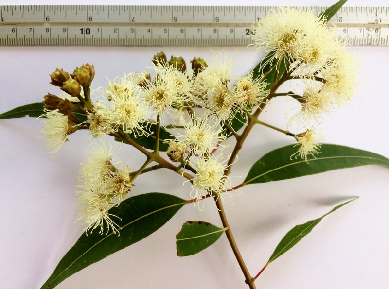 Angophora costata photo 3