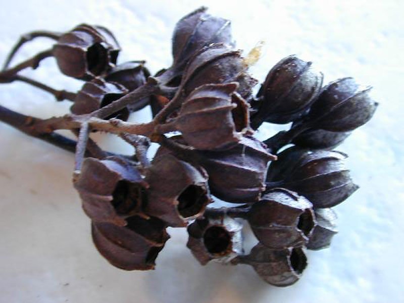 Angophora costata photo 4