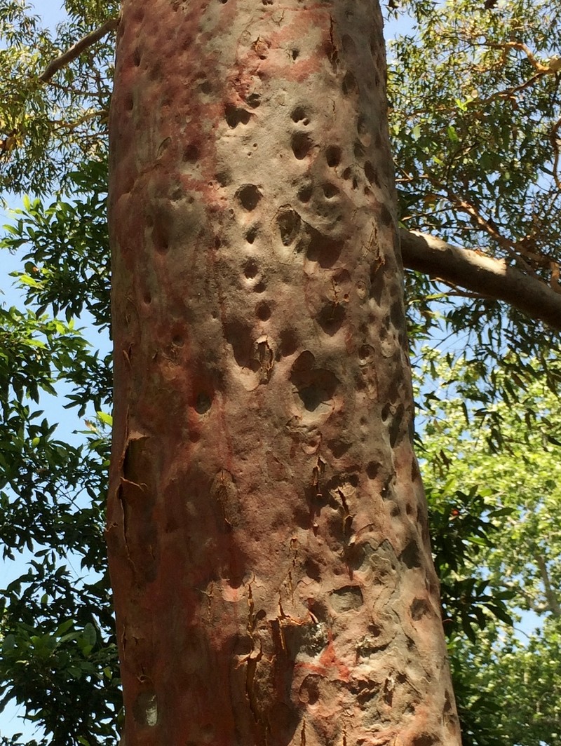 Angophora costata photo 5