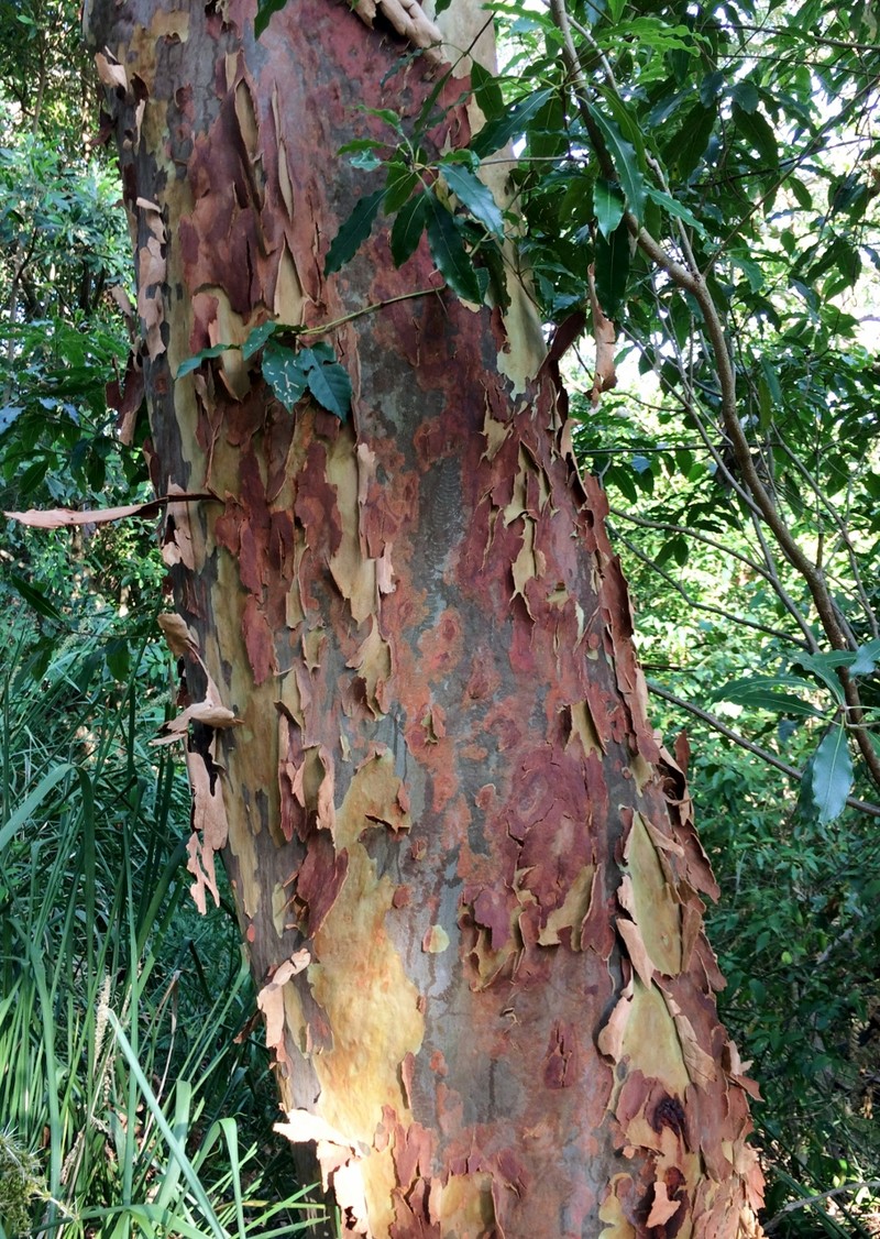 Angophora costata photo 6