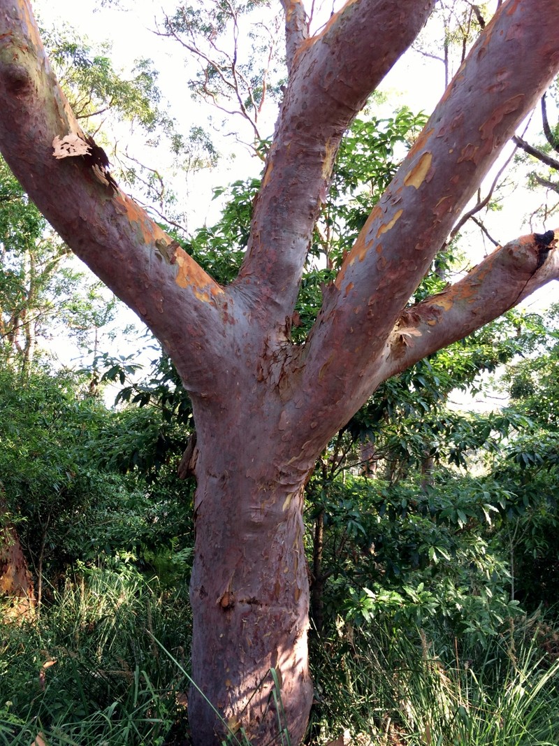 Angophora costata photo 7