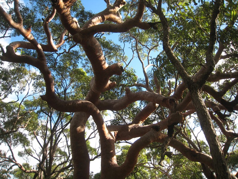 Angophora costata photo 8