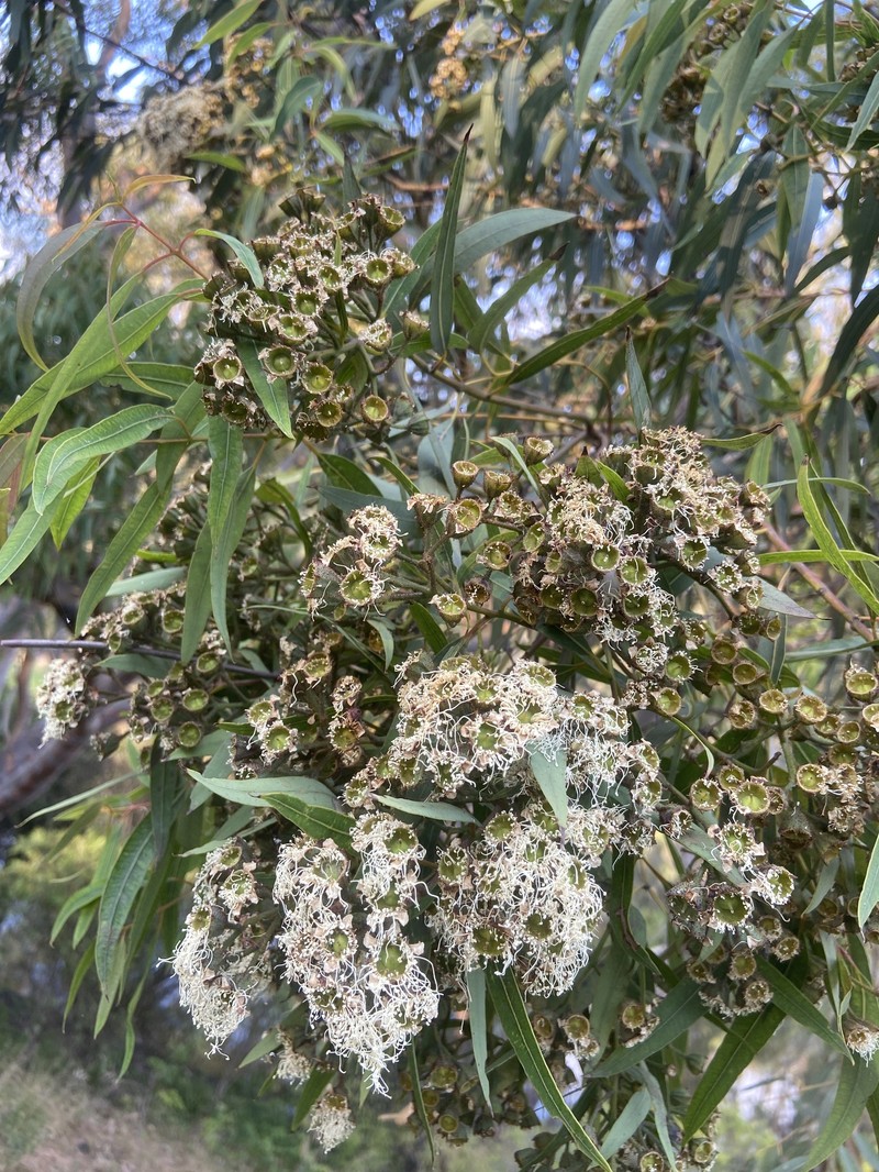 Angophora costata subsp. costata