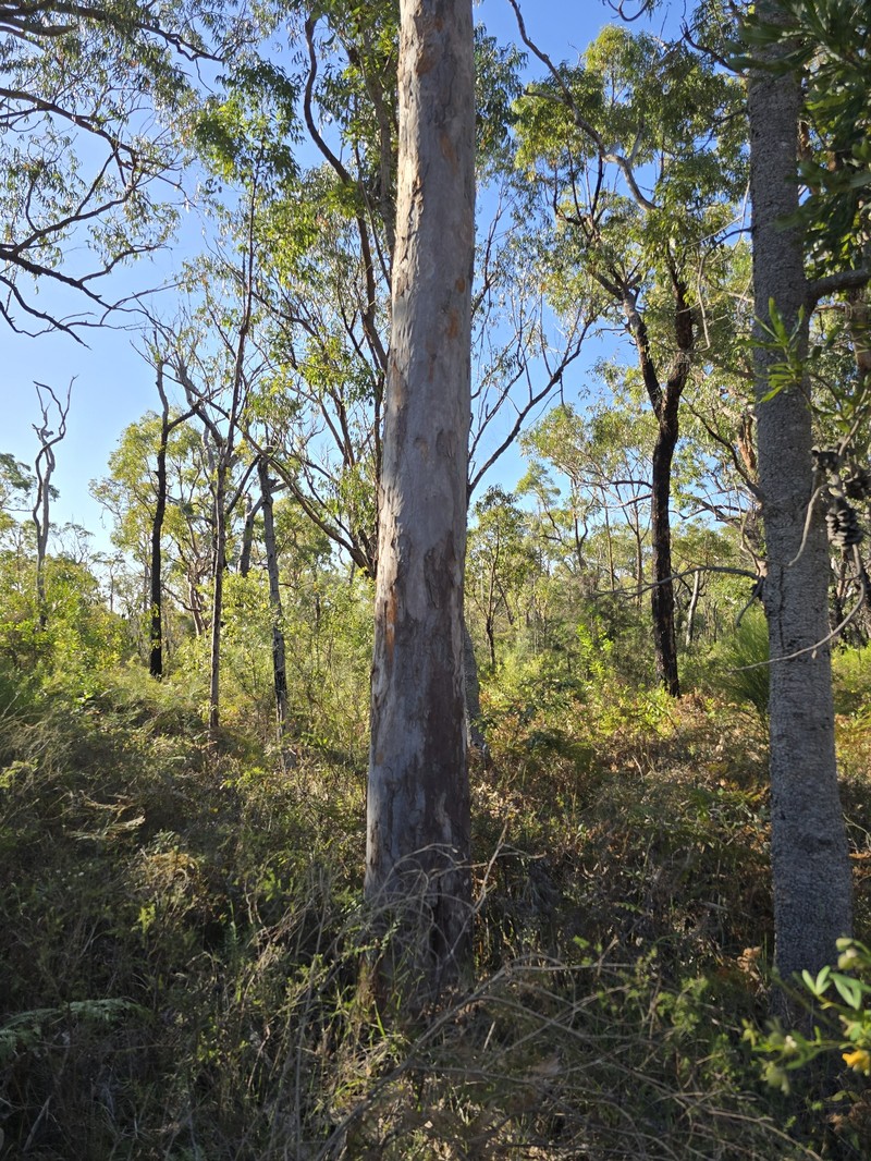 Angophora costata subsp. costata photo 2