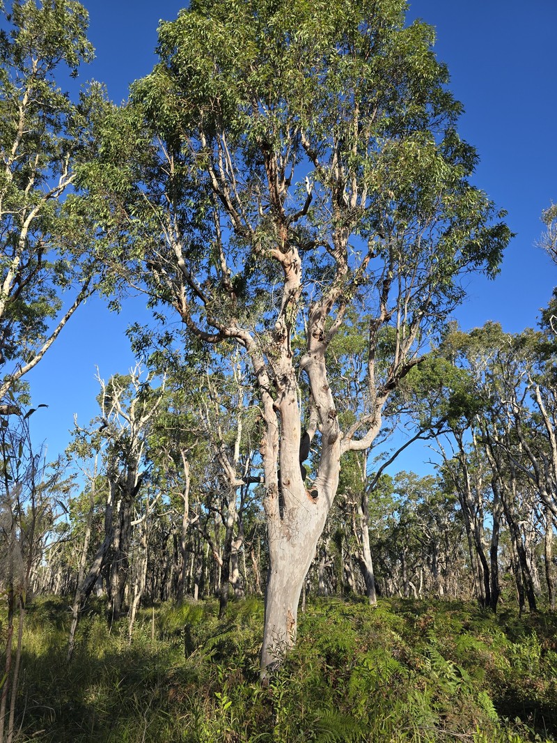 Angophora costata subsp. costata photo 3