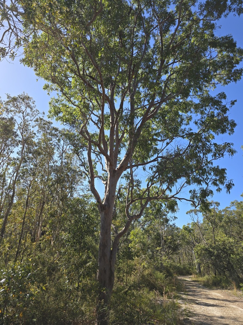 Angophora costata subsp. costata photo 4
