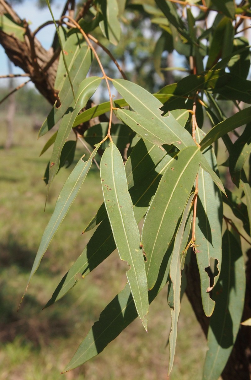 Angophora floribunda photo 2