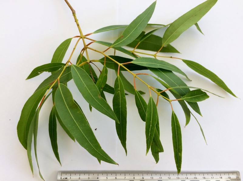 Angophora floribunda photo 3