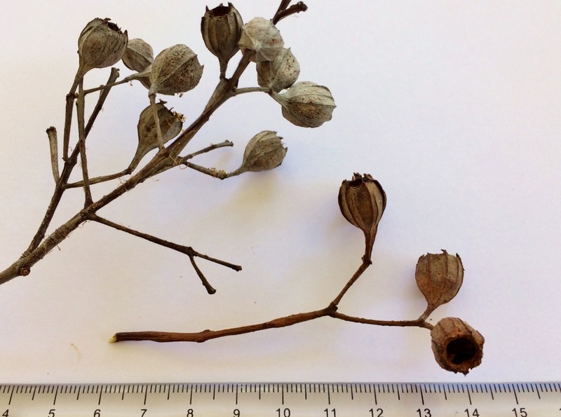 Angophora floribunda photo 4