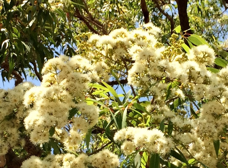 Angophora floribunda photo 5