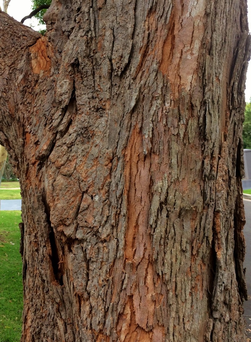 Angophora floribunda photo 6