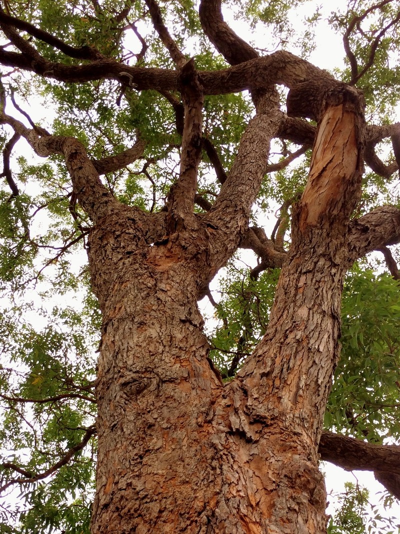 Angophora floribunda photo 7