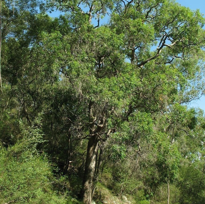 Angophora floribunda photo 8