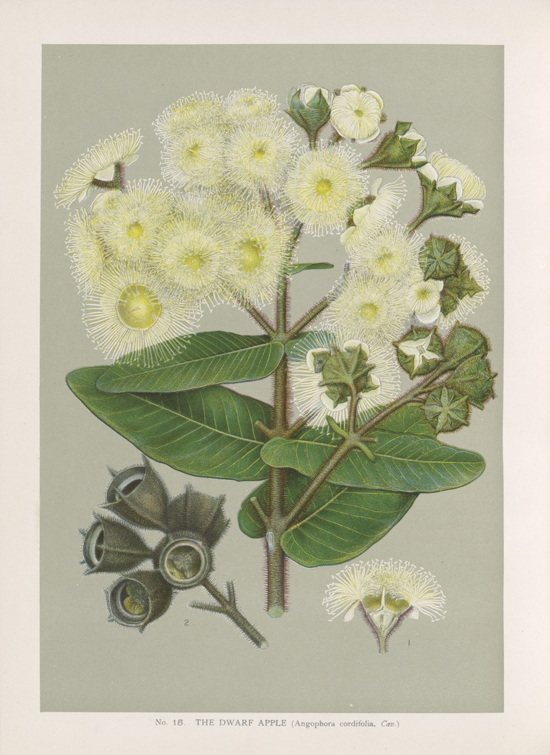 Angophora hispida