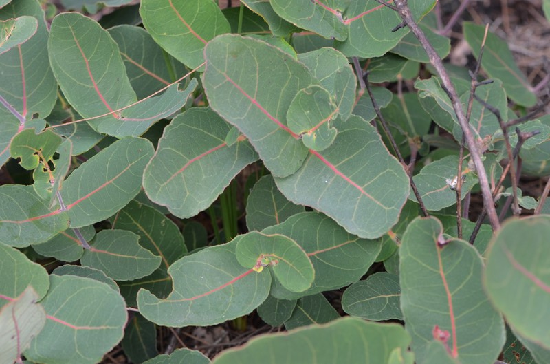 Angophora hispida photo 2