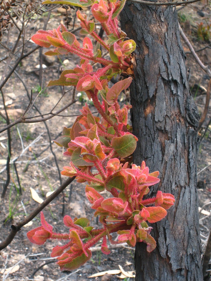 Angophora hispida photo 3
