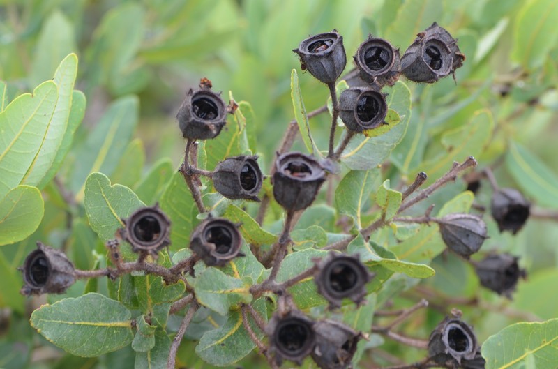 Angophora hispida photo 4