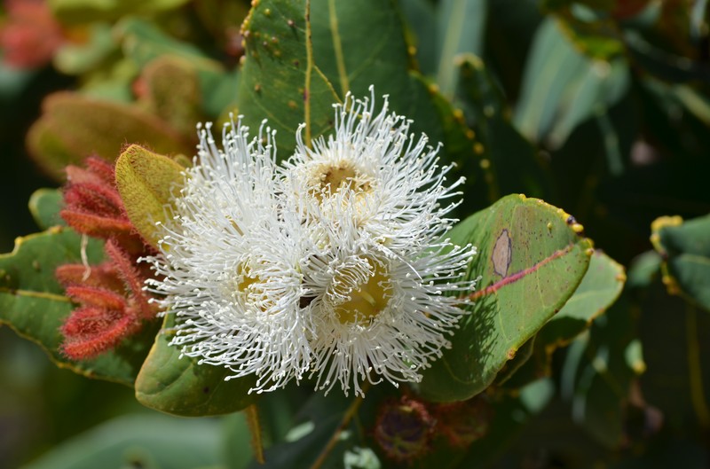 Angophora hispida photo 5