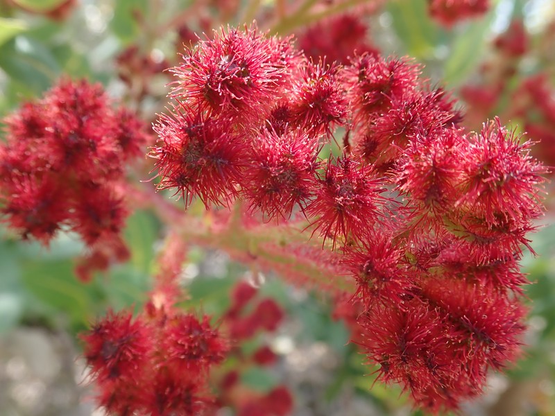 Angophora hispida photo 6
