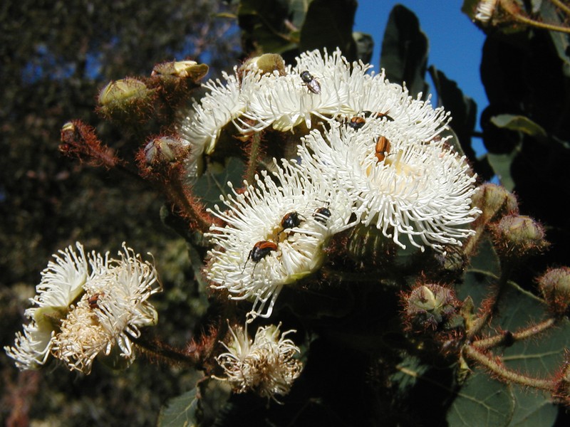 Angophora hispida photo 7