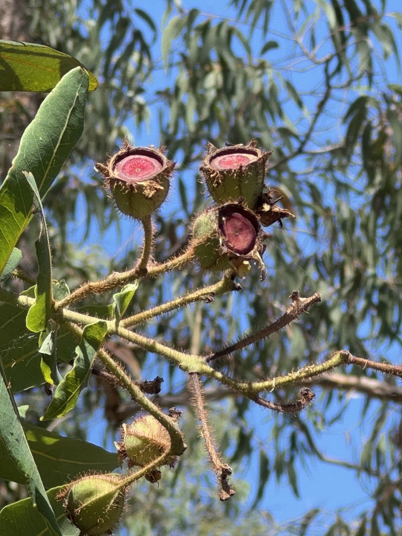 Angophora hispida photo 8