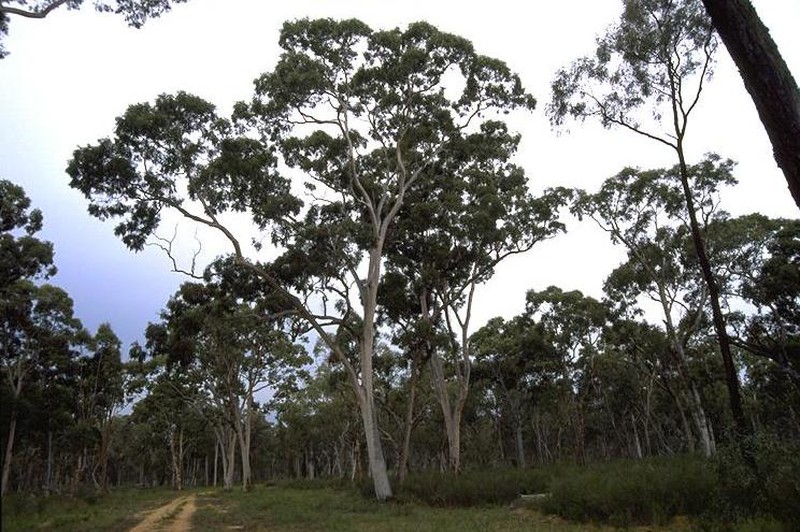 Angophora leiocarpa