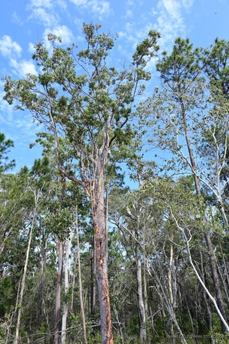 Angophora leiocarpa photo 2