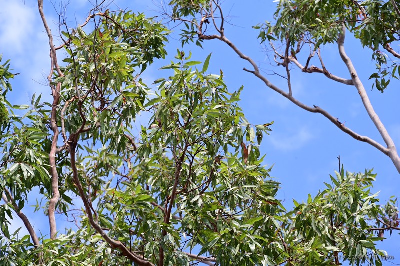 Angophora leiocarpa photo 3
