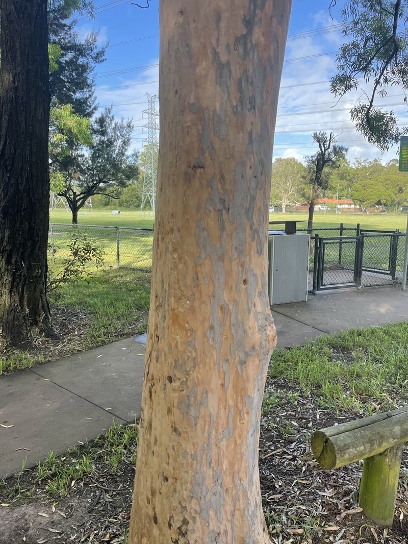 Angophora leiocarpa photo 4